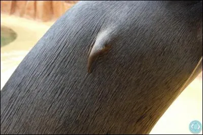 Trouvez la photo de ce mammifère marin !