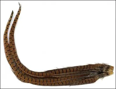 Prenez votre envol, la solution vous tend les ailes !