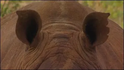 N'ayez pas peur, foncez tête baissée et vous trouverez !