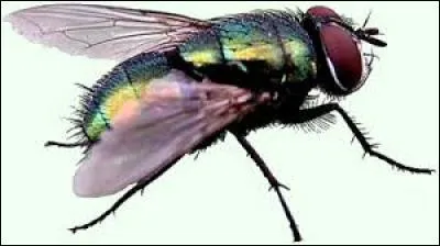 La mouche bat des ailes environ 10 fois par seconde.