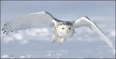 Le harfang se fie à son ouïe pour chasser.