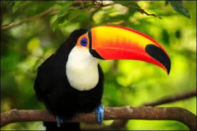 Le bec du toucan est une arme redoutable.