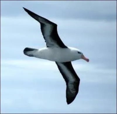 L'albatros peut voler des heures sans battre des ailes.