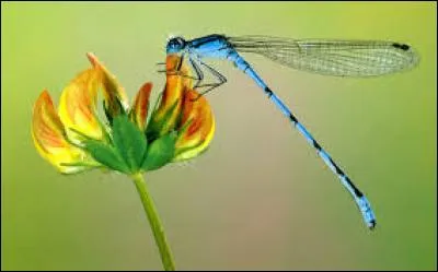 Les organes de la libellule flottent dans son corps.