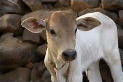 Quel animal désigne-t-on avec le verbe "to moo" ?