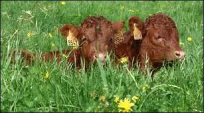 "To milk a cow", c'est :