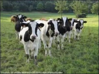 En anglais, "cheptel" se traduit par :