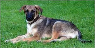 Quel verbe français remplace "to breed" ?