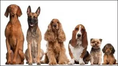 Comment traduiriez-vous "une race" en anglais ?