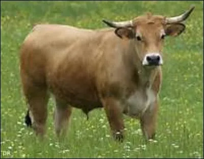 Quel est le pluriel de "ox" ?