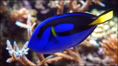 Quel est le vrai poisson de Dory ?