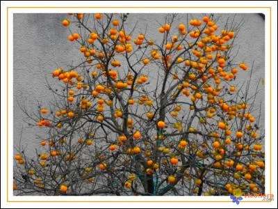 Quel arbre est à l'origine du kaki ?
