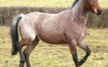 Quiz Galop 2