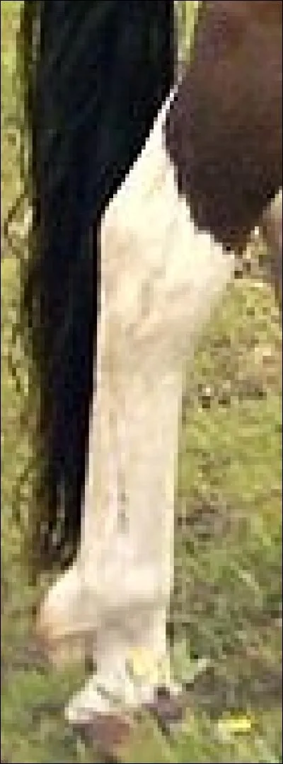 Quel est le nom de cette balzane ?