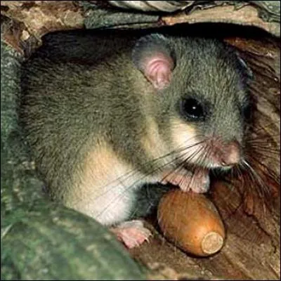 Mon 6° est cet animal :