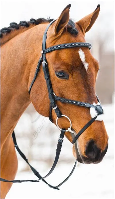 Quelle muserolle n'existe pas ?