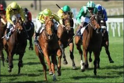 Quelle est la race des chevaux les plus rapides, souvent utilisés pour les courses ?