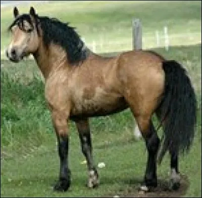 Comment sont classés les poneys en fonction de leur taille ?