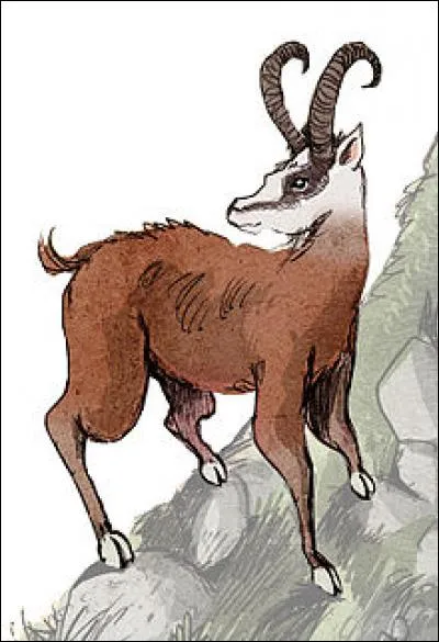 Quelle est la particularité d'un Dahu lévogyre ?