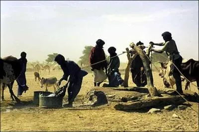 Sur quelle partie du monde retrouve-t-on majoritairement ces P.M.A. ?