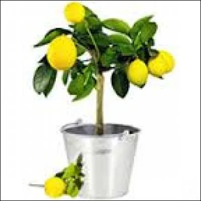 Comment s'appelle l'arbre sur lequel pousse le citron ?