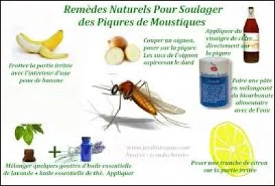 Le citron est très bon pour les piqûres de :