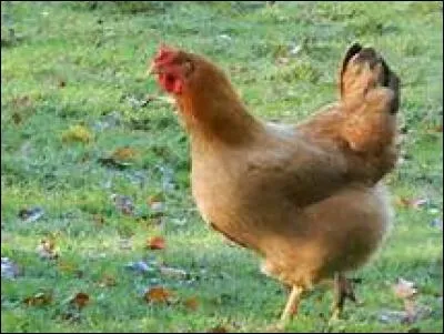 Comment diriez-vous "le poulet" ?