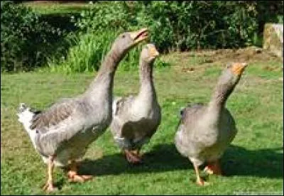 Que signifie "geese" ?