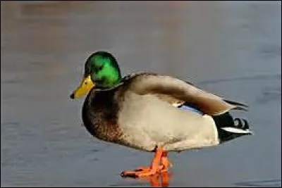 Comment dites-vous "canard" ?