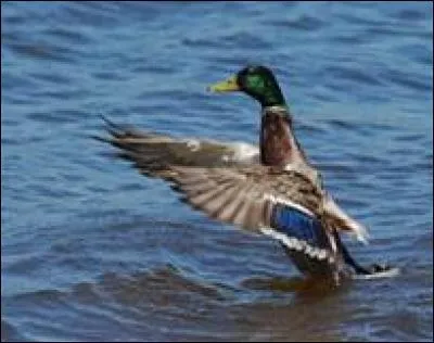 Où le canard patauge-t-il ?