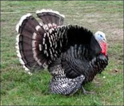 "Turkey" se traduit par :