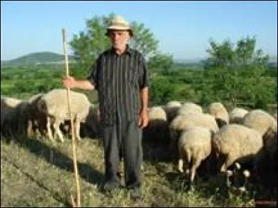 Comment traduisez-vous "shepherd" en français ?