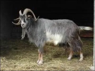 Mais qu'est donc un "billy−goat" ?