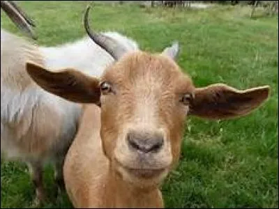 Comment dit-on "une chèvre", en Grande-Bretagne ?