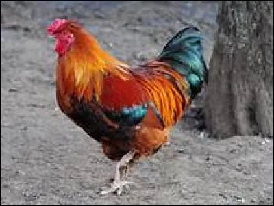 Quel cri associe-t-on au verbe "to crow" ?