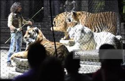 Quel est le nom du spectacle de tigres mis en place depuis 2015 au zoo d'Amnéville ?