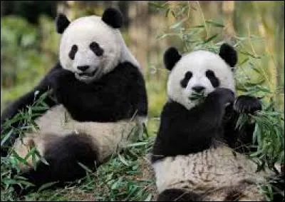 Quel est l'unique zoo de France où l'on peut voir deux pandas géants ?