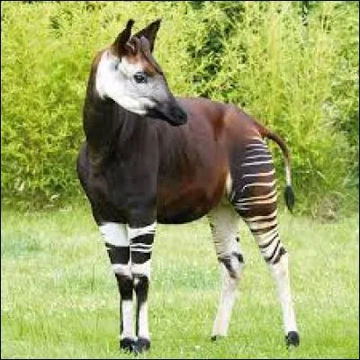 En 2015, quelle émission consacre un reportage sur les coulisses du zoo de Beauval ?