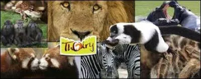 Combien trouve-t-on d'animaux dans le parc zoologique de Thoiry dans les Yvelines ?