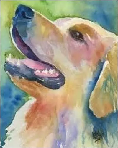 Point d'union des membres antérieurs et du poitrail du cheval :