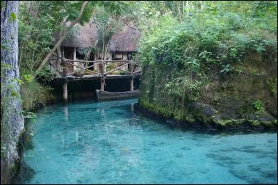 Champignon lignivore, ayant la détestable habitude de s'attaquer aux charpentes et boiseries des maisons !