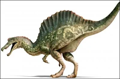 Les Spinosauridés : Oxalaia (13m ; 6T)
Suchomimus (9.5m ; 2.5T)
Quel est le plus grand de la famille ?