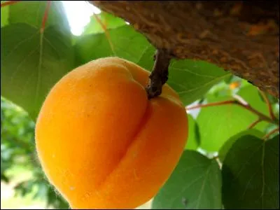 Quelle belle couleur pour ce fruit du Roussillon ! Quelle est la dernière lettre de son nom ?