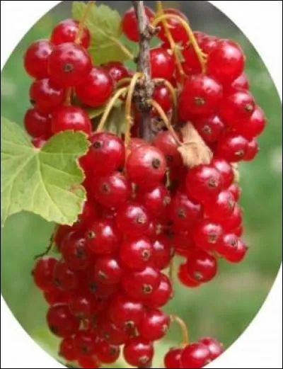 As-tu reconnu ces petites baies très juteuses à la saveur acidulée ? Ce sont des...