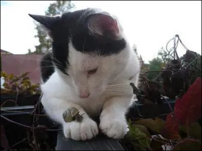 Trouvez un objet en rapport avec le plus petit de ces deux animaux !