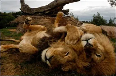 Quelle est la devise du journal anglais The Times ?