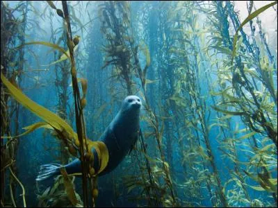 Comment s'appelle cette véritable forêt d'algues dans laquelle nage ce phoque ?