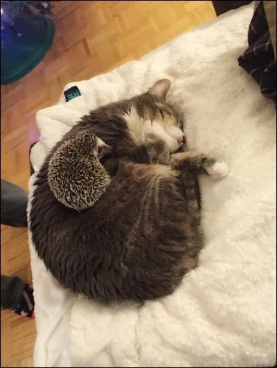 Trouvez le nom d'un petit animal de la Réunion !