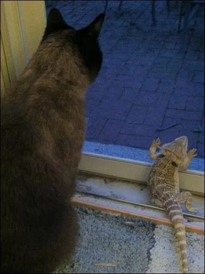 Mettez un nom sur le compagnon du chat !