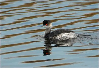 Celui qui porte le plus de noir à la tête est donc le...